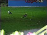 135-3524_IMG.JPG